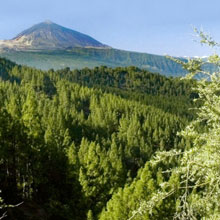 Teneriffa, Riu Buena Vista vom  bis , für 520,- Euro p.P.