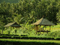 Alila Manggis