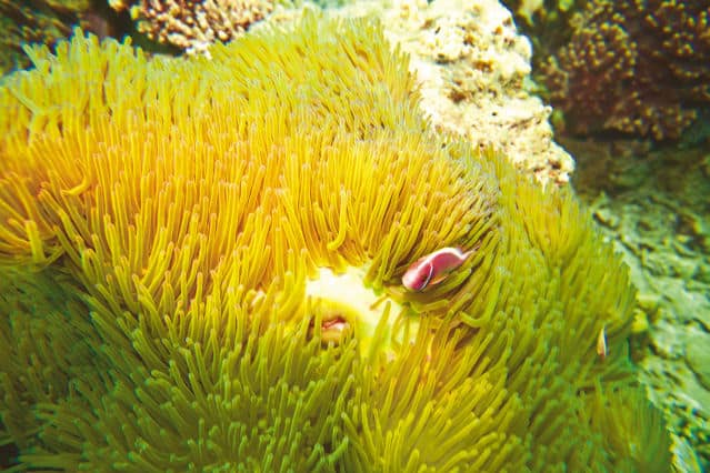 Rotes Meer Unterwasserwelt