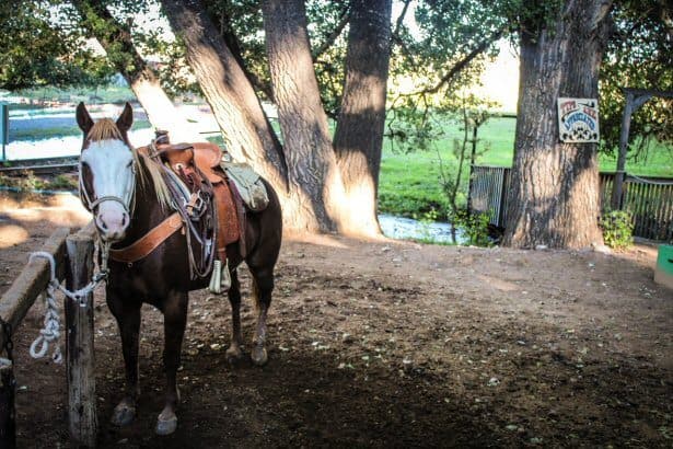 Pferd eines Cowboys in Wyoming