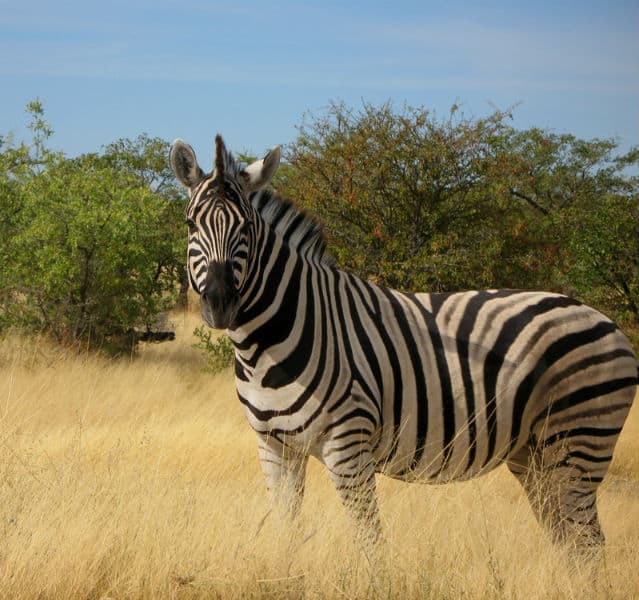 Ein Zebra steht vor einem Gebüsch