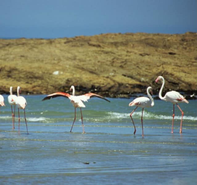 Flamingos am Strand