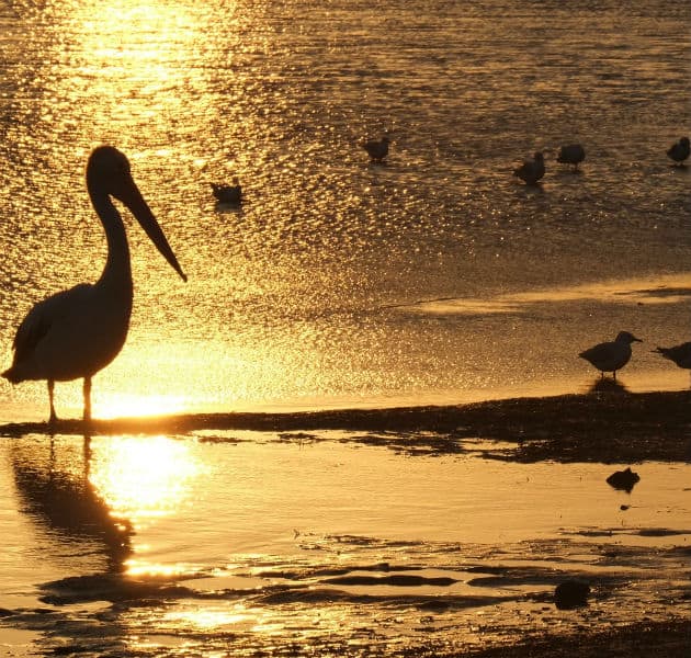 Der Seven Mile Beach: Pelikane im Sonnenuntergang. Die Vögel warten auf Angler, vielleicht gibt es ja etwas ab vom Fang