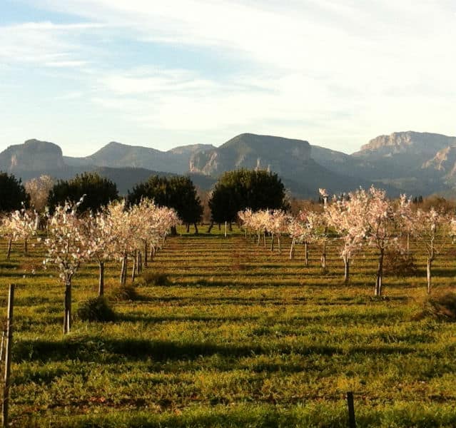 Unsere Lieblingsinsel im Frühjahrslook: Die Mandelblüte auf Mallorca begann in diesem Jahr schon im Februar