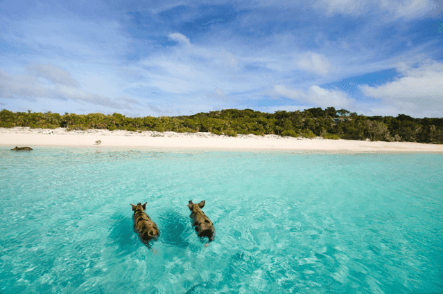 Schwimmende Schweine auf den Bahamas