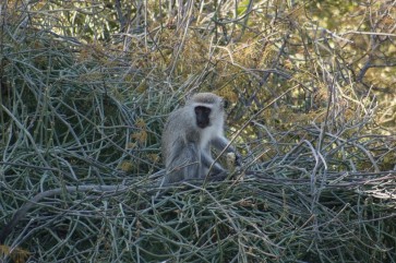 Affen im Krüger Nationalpark in Südafrika