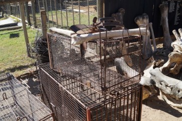 Käfige in der Tierauffangstation Moholoholo in Südafrika