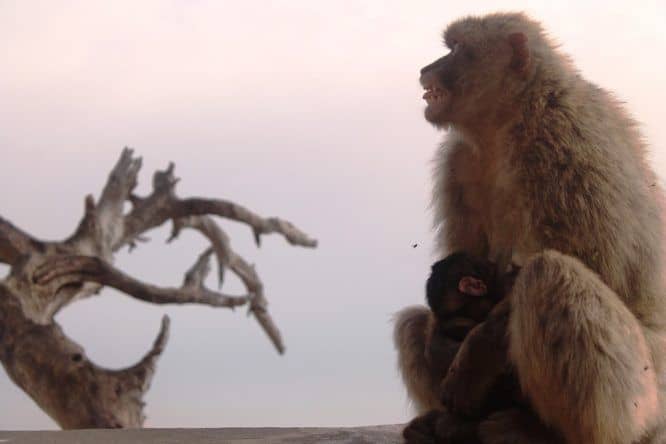 Affenmutter mit Jungem