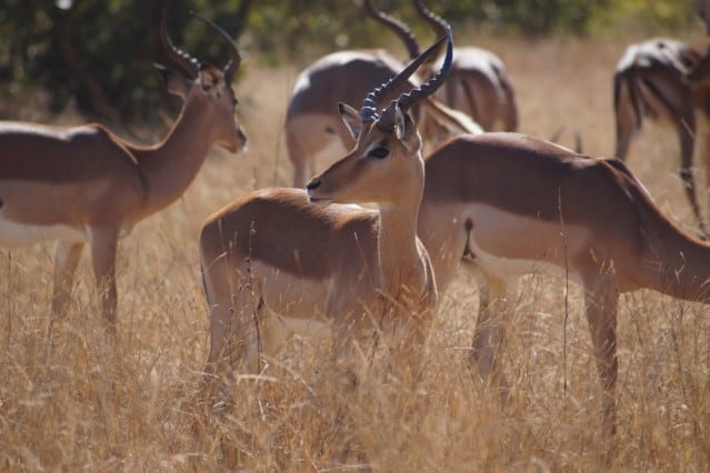 Eine Gruppe von Impalas im Krüger Nationalpark in Südafrika