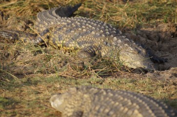 Sonnende Krokodile in St. Lucia in Südafrika