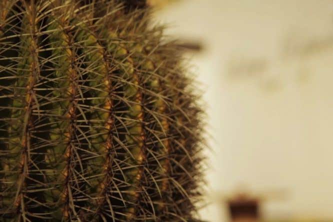 Kaktus Lanzarote