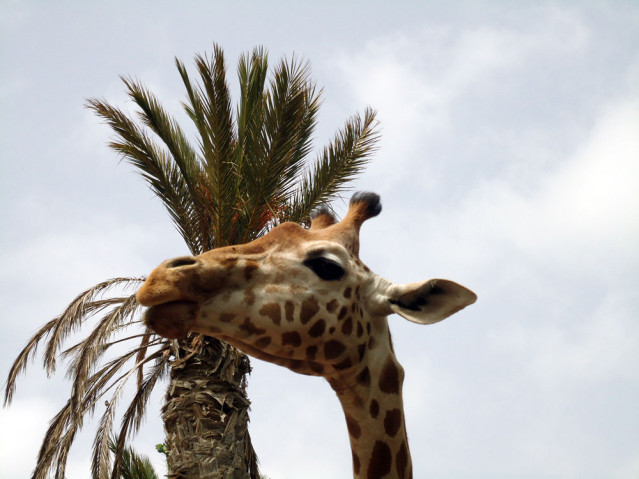Giraffe Oasis Park Fuerteventura