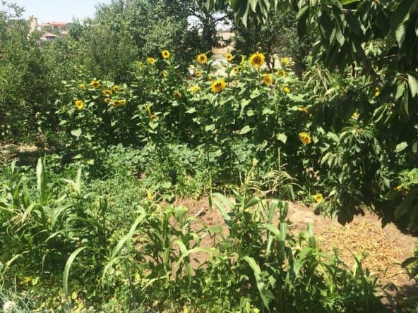 Riesige Sonnenblumen in Kappadokien