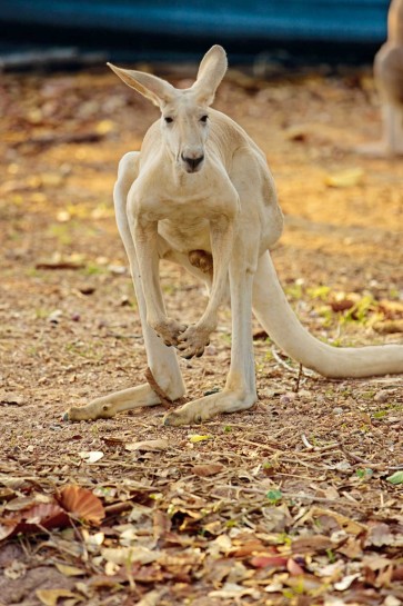 Kängurus treffen und beobachten auf der Kangaroo Island 