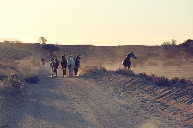 Namibia Desert Horses