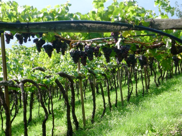 Weintrauben Südtirol