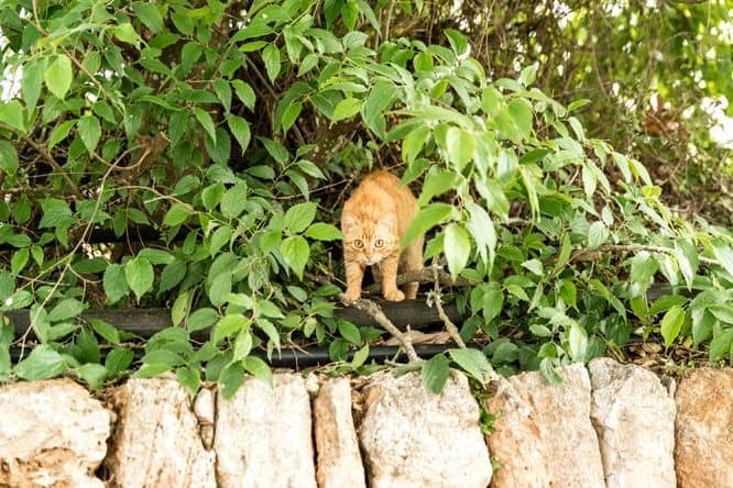 Katze im Baum Wasserrad im Viverde Sa Bassa Rotja Mallorca