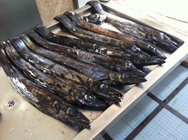 Schwarzer Degenfisch - sieht gruselig aus, ist aber sehr lecker und wird nur vor den Küsten Madeiras und in Asien gefangen.