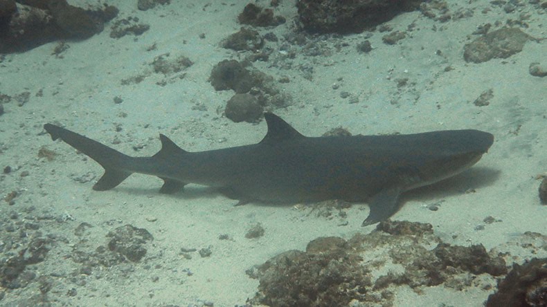 Weißspitzenriffhai