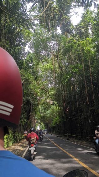 Rollerfahrt durch eine bewachsene Straße