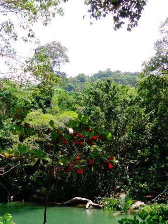 Dschungel auf Koh Tarutao
