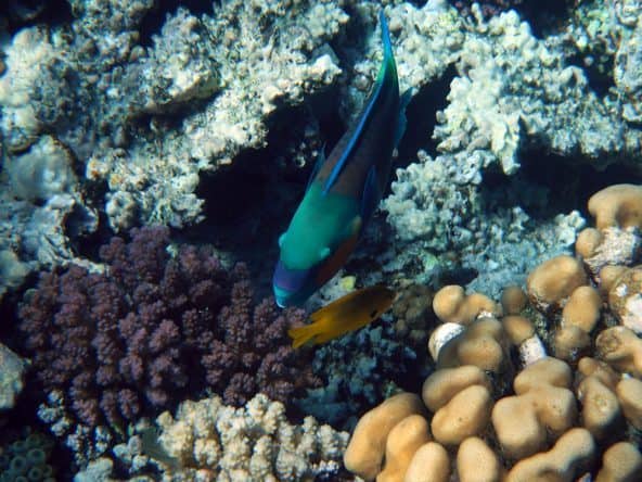 Unterwasserwelt Ägypten