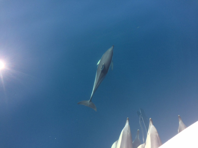 Begrüßte uns zum Tag auf dem Meer - eine kleine Gruppe Delfine.