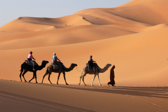 Wüste Kamele Ägypten