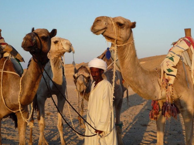 Wüste Orient Kamel