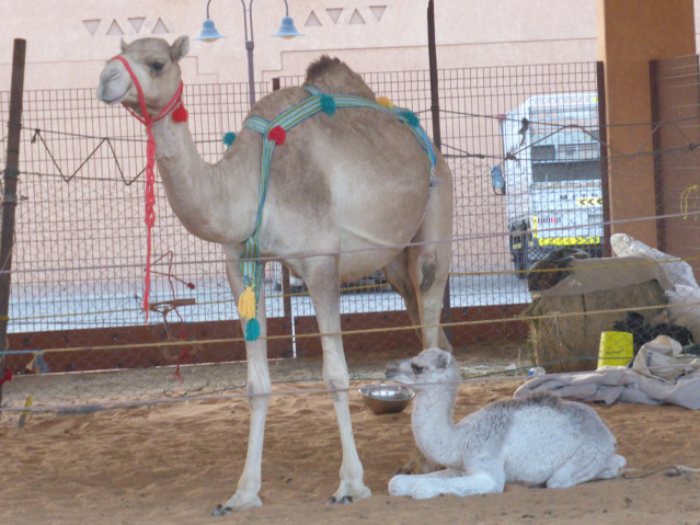 Kamelmarkt in Al Ain