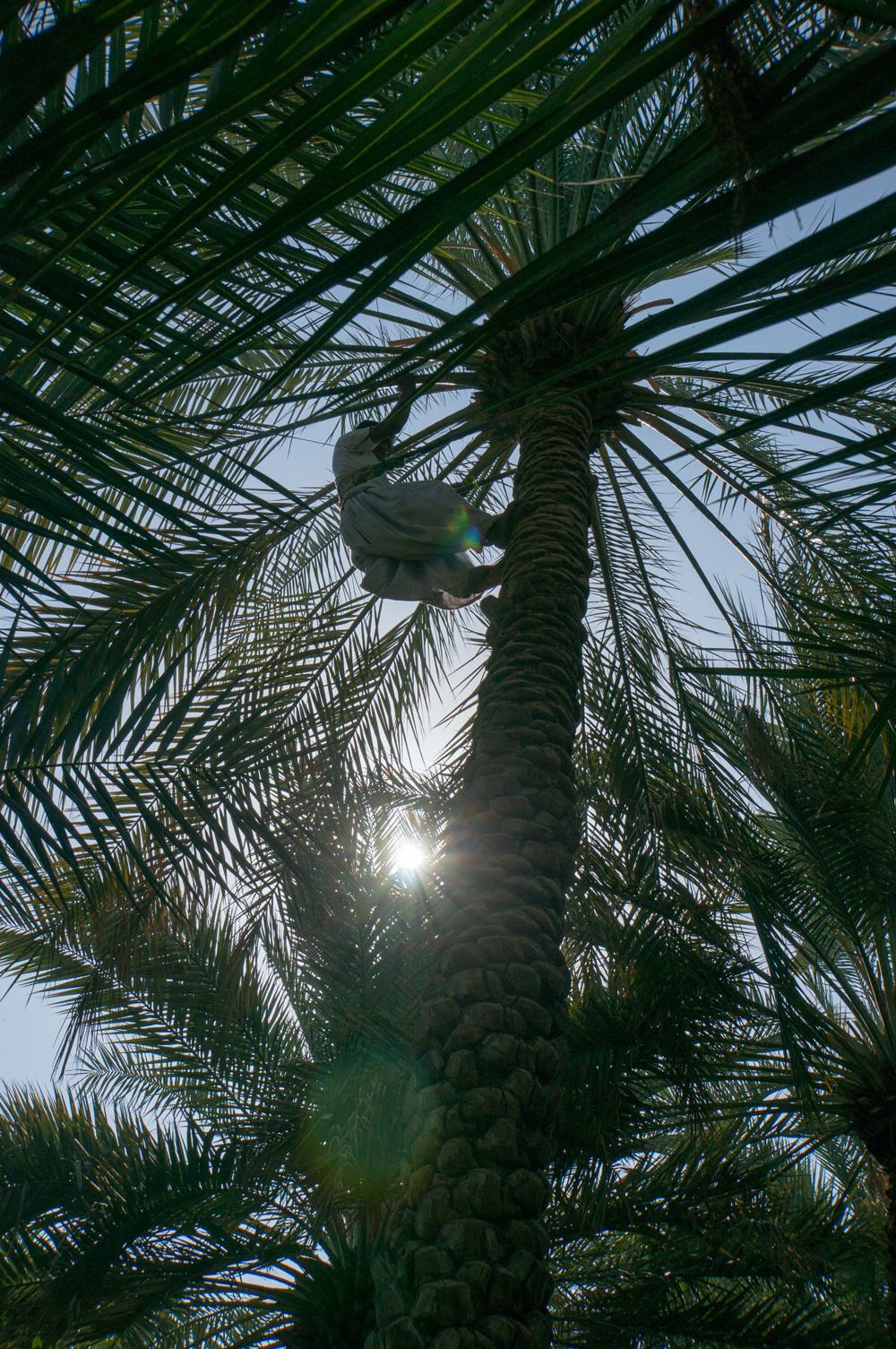 Palmenoase in Al Ain