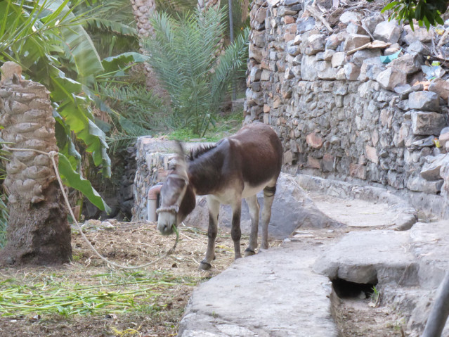 Esel in Misfah