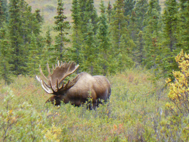 Moose Alaska Elch