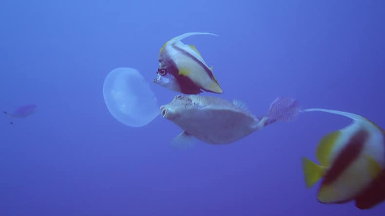 Fische futtern eine Qualle