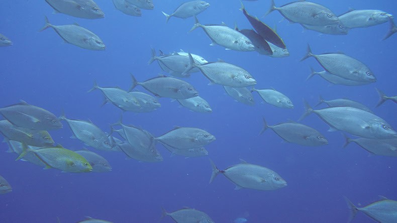 Beim Tauchen in Ägypten schwimmt ein Fischschwarm