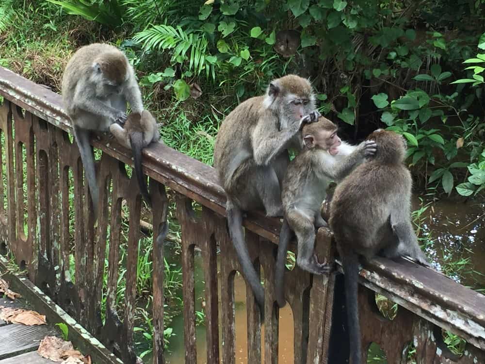 Langschwanz-Makaken lauern am Wegesrand um den Touristen etwas Schmackhaftes abzuluchsen