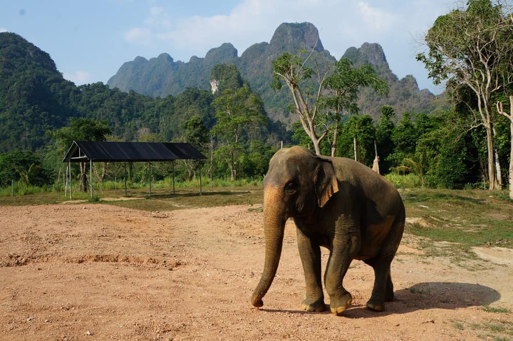 Thailand Auf Den Spuren Der Elefanten Und Affen Im Khao Sok Nationalpark Tui Com Reiseblog