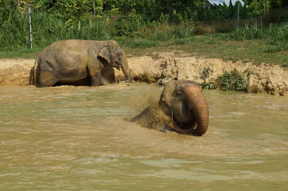Die Elefanten beim Baden