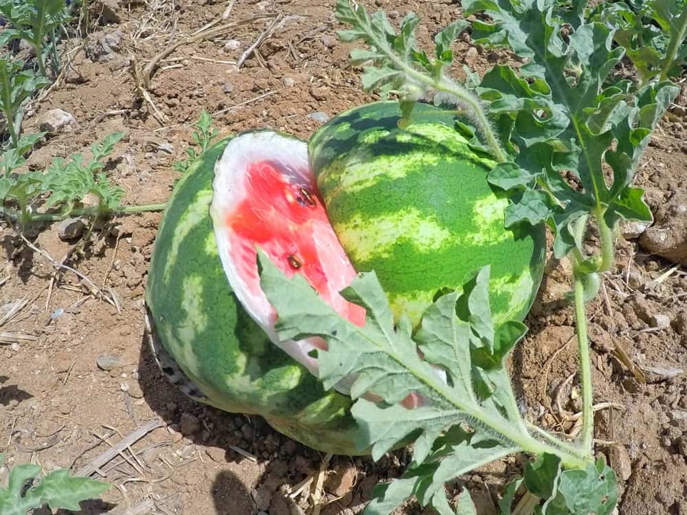 Gibt es hier überall - Melone