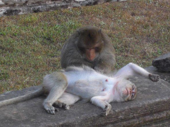 Die Affen lauern auf ihre Chance den unachtsamen Touristen etwas Essbares aus der Tasche zu ziehen