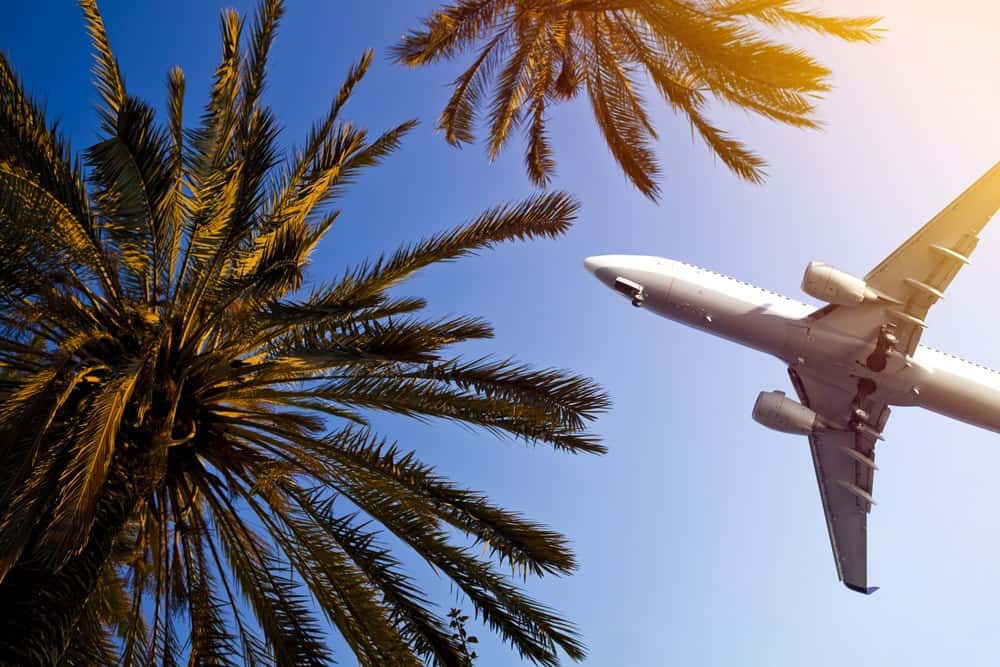 Flugzeug fliegt über Palmen