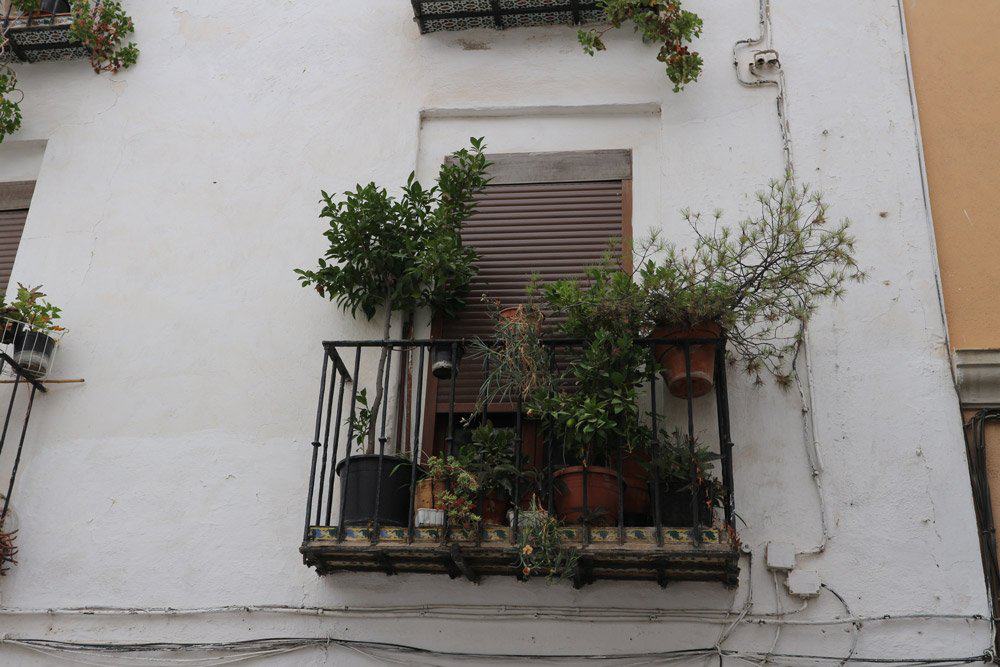 Die Balkone in Granada bieten zwar nicht viel Platz, werden aber dennoch mit zahlreichen Pflanzen beschmückt. Die Touristen freuts!