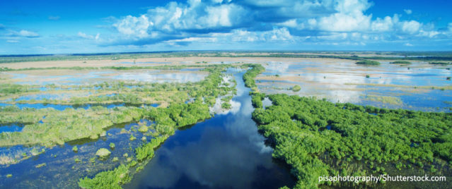 Everglades in Florida (pisaphotography/Shutterstock.com)