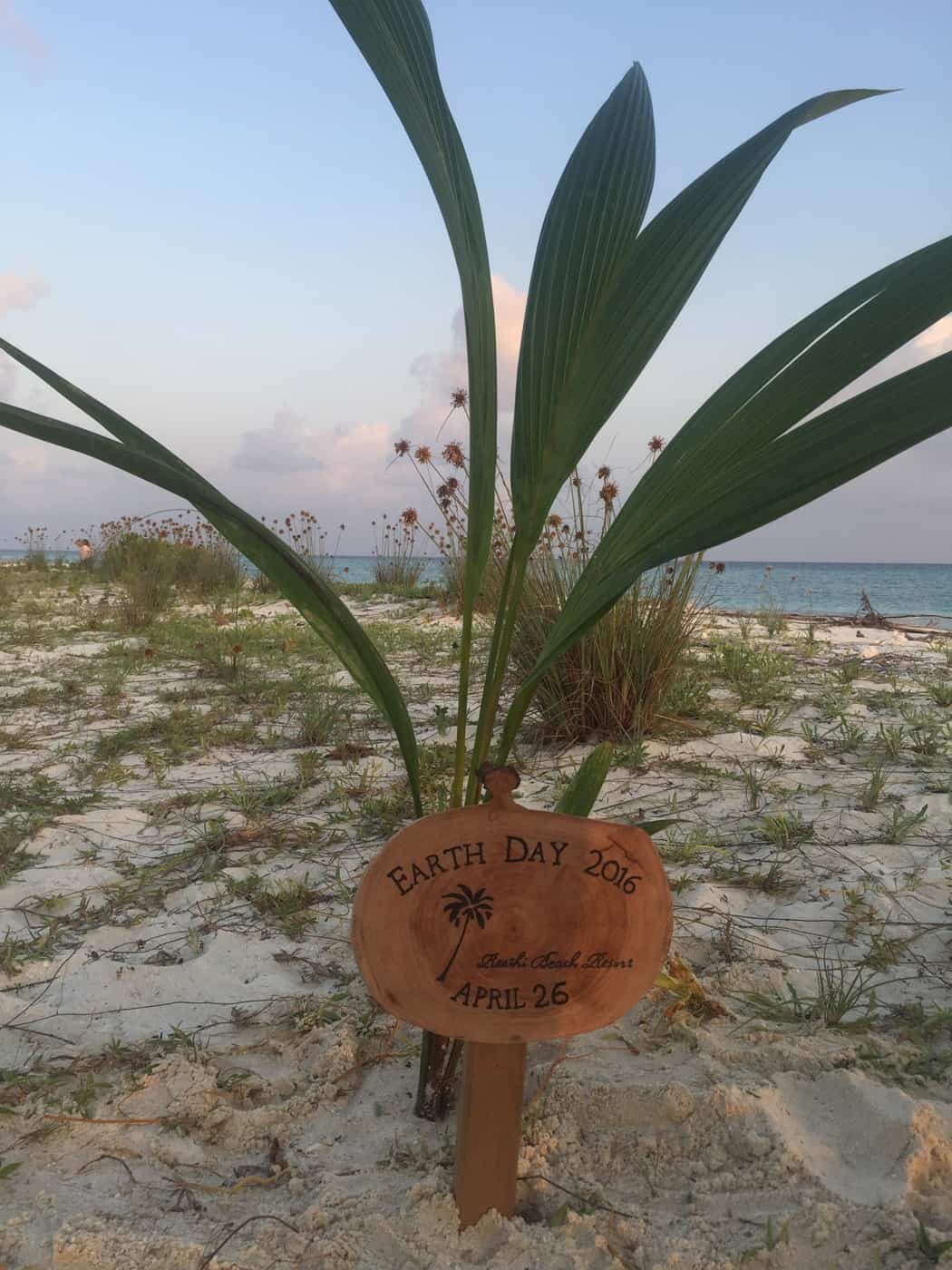 Die Gäste können eine Palme am Strand pflanzen.