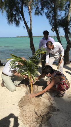 Gäste pflanzen eine Kokospalme