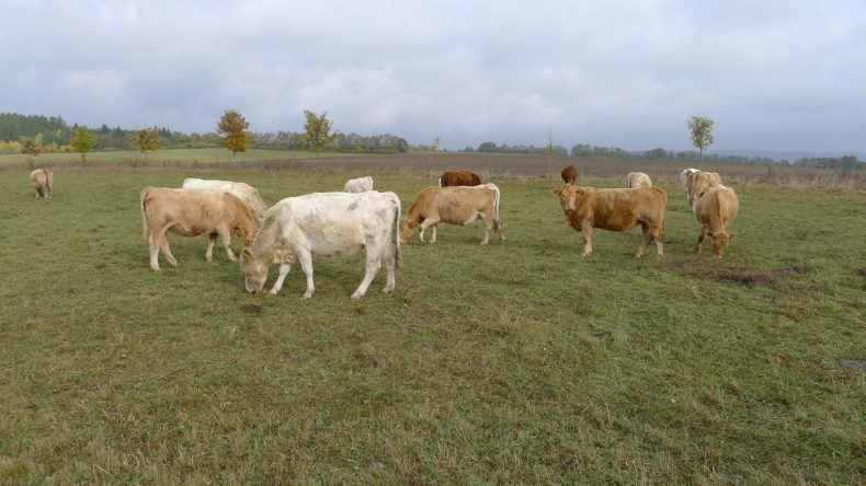 Kühe grasen im Harz