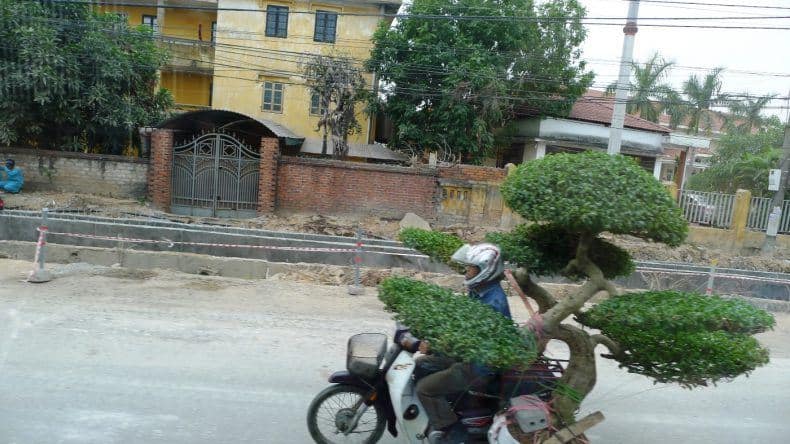 Mopedfahrer transportiert einen 1,50m Bonsai