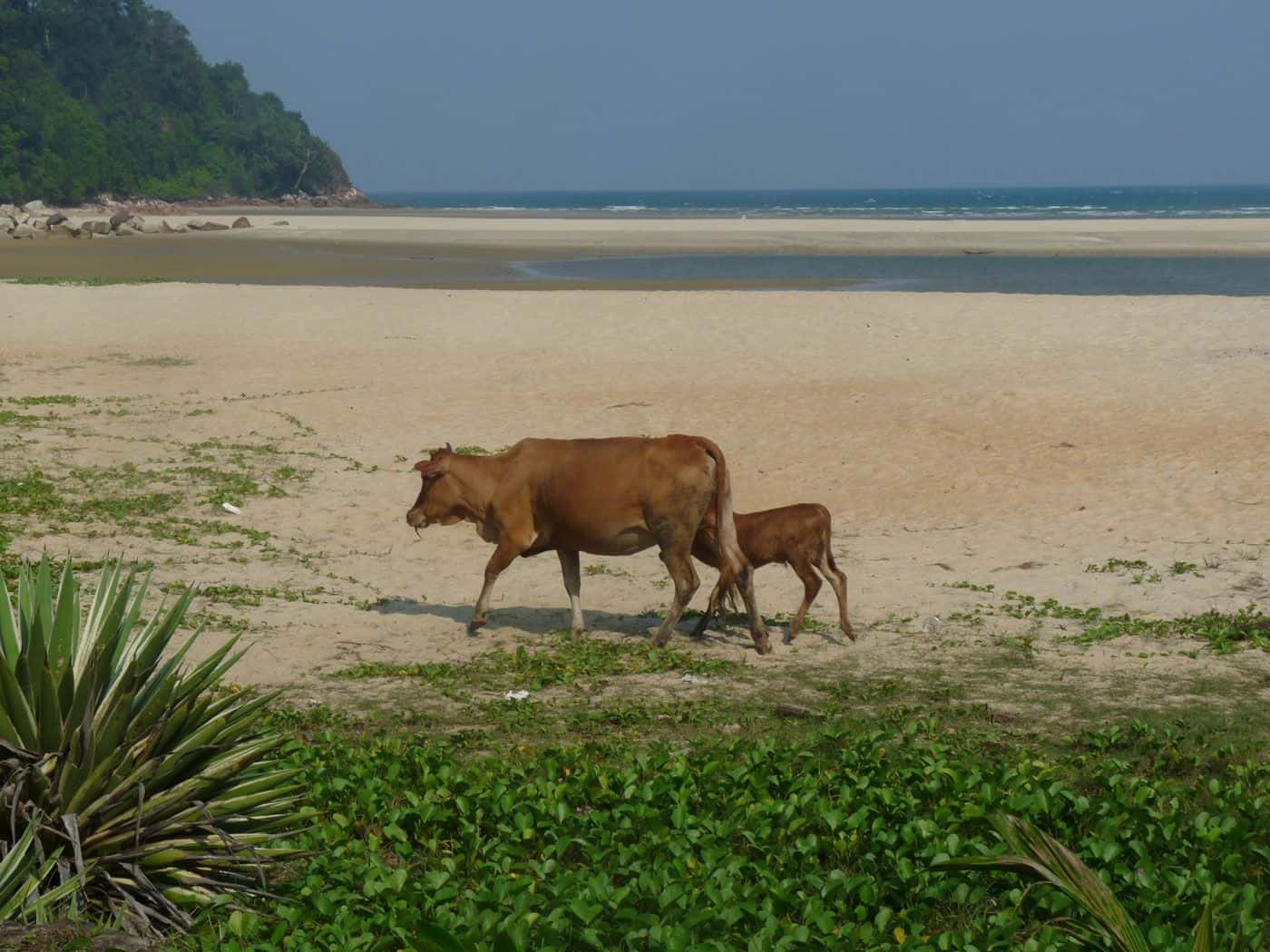 Kühe am Cherating Strand