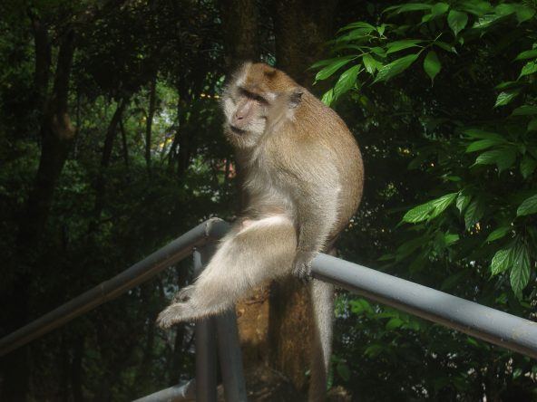 Affe auf Langkawi