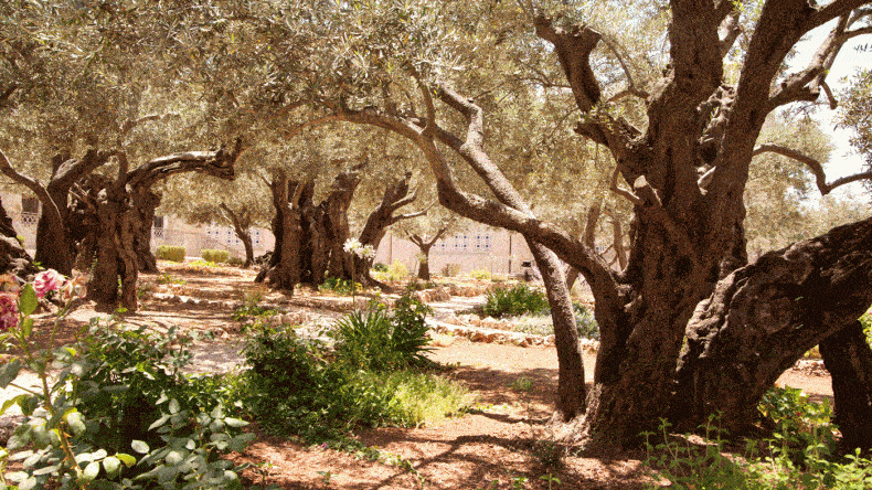 Garten Gethsemane (Copyright: itraveljerusalem)